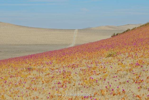 خشک ترین صحرای دنیا پر از گل شد