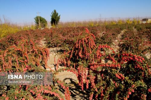 خطر نابودی درخت زرشک بی دانه